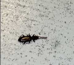 Cryptamorpha brevicornis