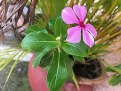 Catharanthus roseus
