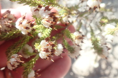 Erica cumuliflora