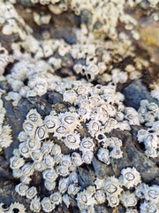 Chthamalus dentatus