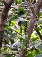 Zamenis scalaris