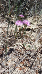 Lampranthus