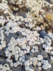 Chthamalus dentatus