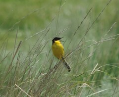 Motacilla flava feldegg