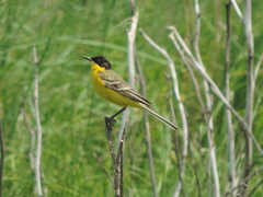 Motacilla flava feldegg