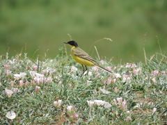 Motacilla flava feldegg
