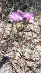 Lampranthus