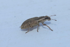 Sitona discoideus