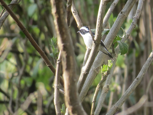 Little Pied Flycatcher