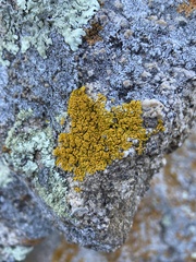 Candelariella rosulans