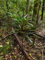 Cordyline rubra