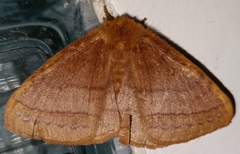 Lepidoptera