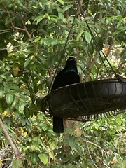 Ptiloris victoriae