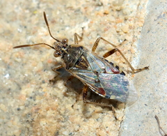 Liorhyssus