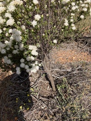 Pimelea ciliata