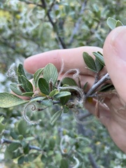 Cercocarpus