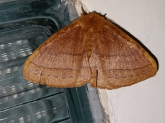 Lepidoptera