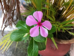 Catharanthus roseus
