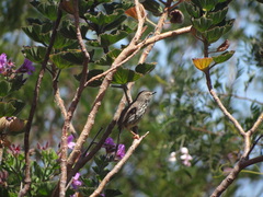 Prinia maculosa