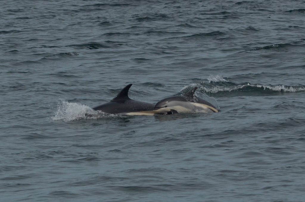 Atlantic White-sided Dolphin from Winter Harbor, ME, USA on August 13 ...