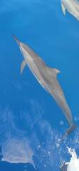 Stenella longirostris