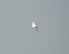 Ichthyaetus ichthyaetus