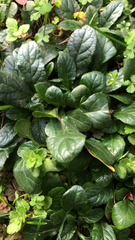 Ajuga reptans