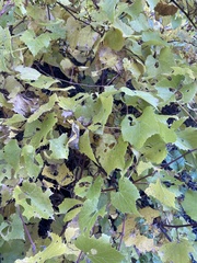 Vitis arizonica