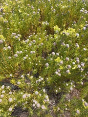 Leucadendron linifolium