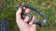 Coluber constrictor anthicus