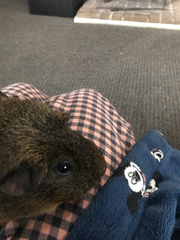 Cavia
