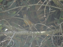 Turdus olivaceus olivaceus