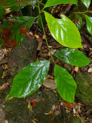 Ehretia acuminata