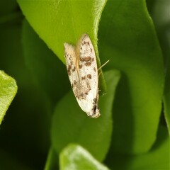 Scatochresis