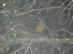 Turdus olivaceus olivaceus