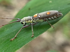 Olenecamptus bilobus