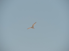 Hydrocoloeus minutus