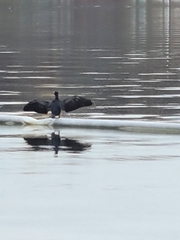 Phalacrocorax carbo