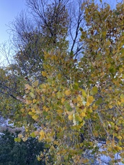 Populus deltoides wislizenii