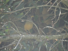 Turdus olivaceus olivaceus