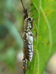 Olenecamptus bilobus