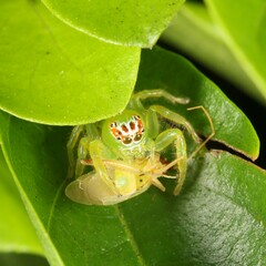 Mopsus mormon