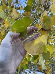 Populus deltoides wislizenii