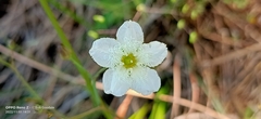 Ornduffia albiflora