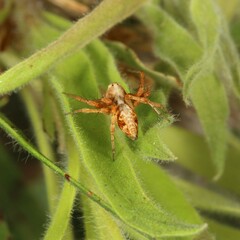 Oxyopes variabilis