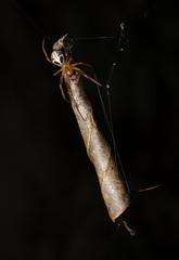Phonognatha