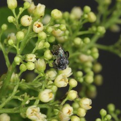 Tetragonula carbonaria