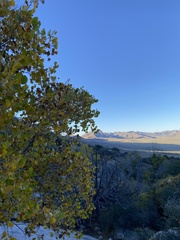 Populus deltoides wislizenii