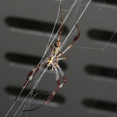 Trichonephila edulis