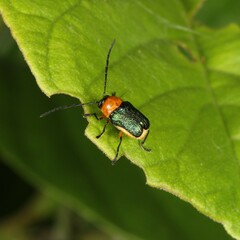 Aporocera